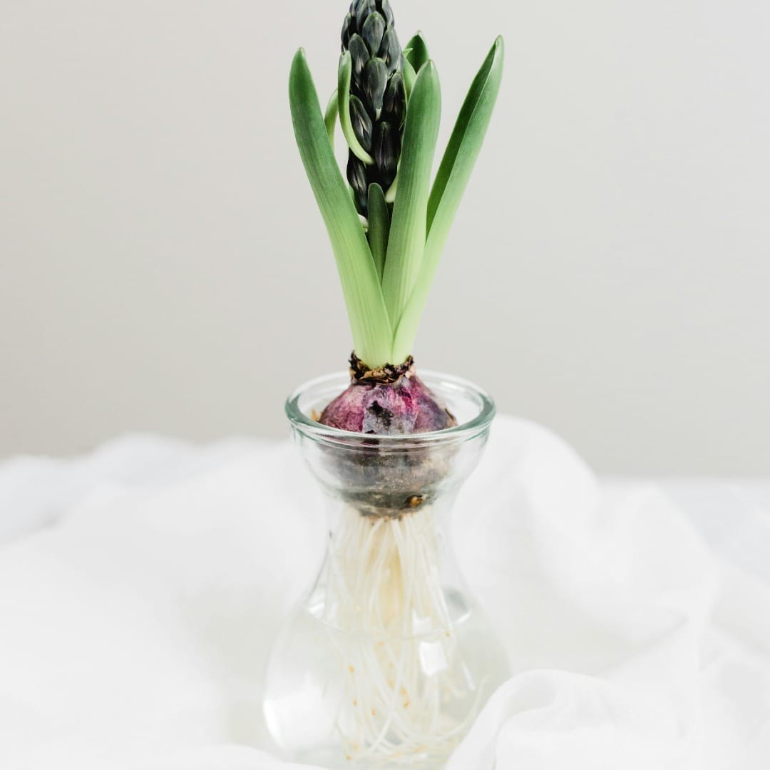 Primavera Yin: Florecer desde la raíz