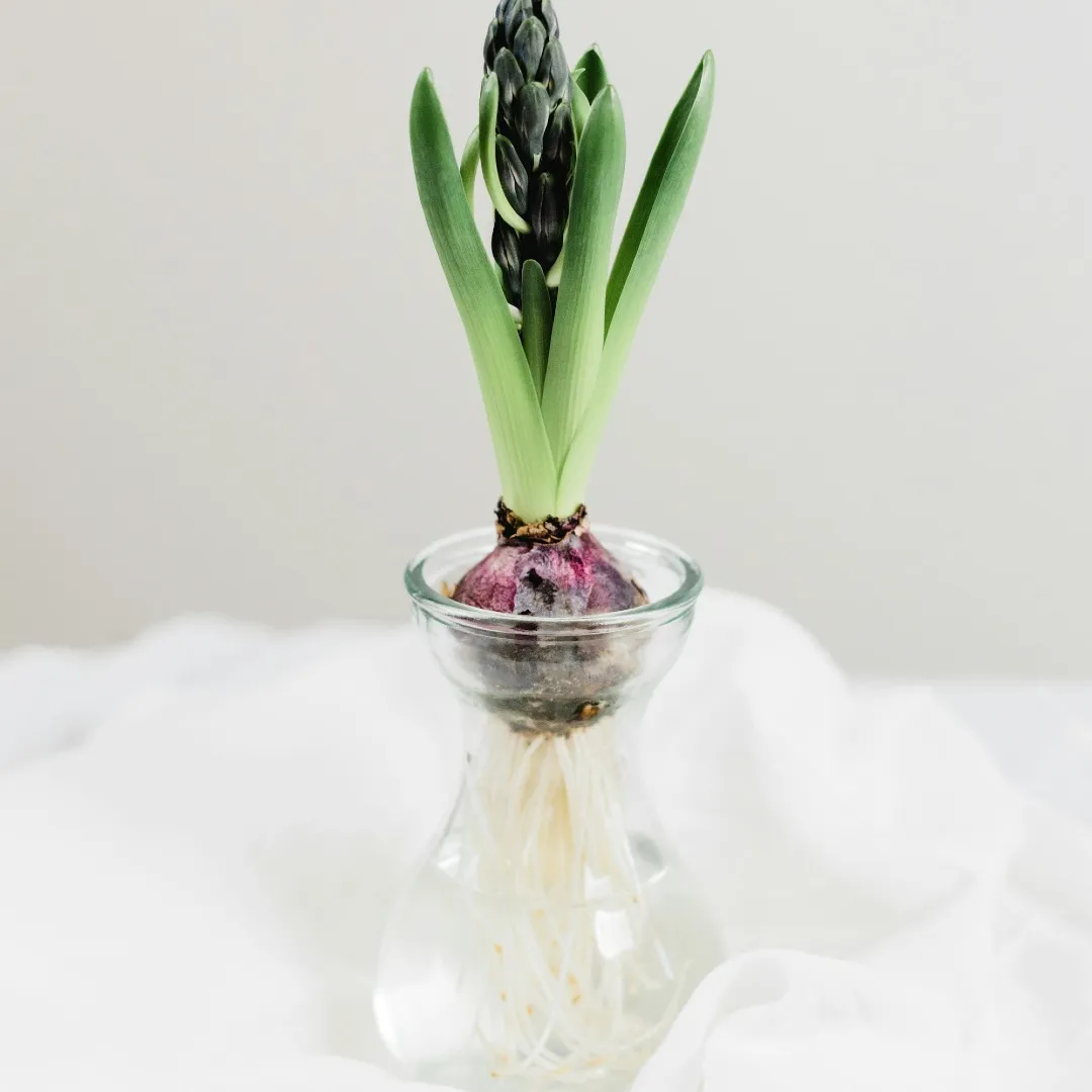 Primavera Yin: Florecer desde la raíz
